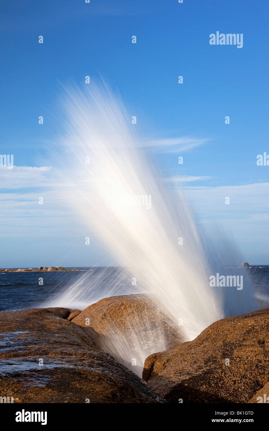 Das Meerwasser Blow Hole am Bicheno Tasmanien Australien gelegen ist ein beliebtes Touristenziel. Stockfoto