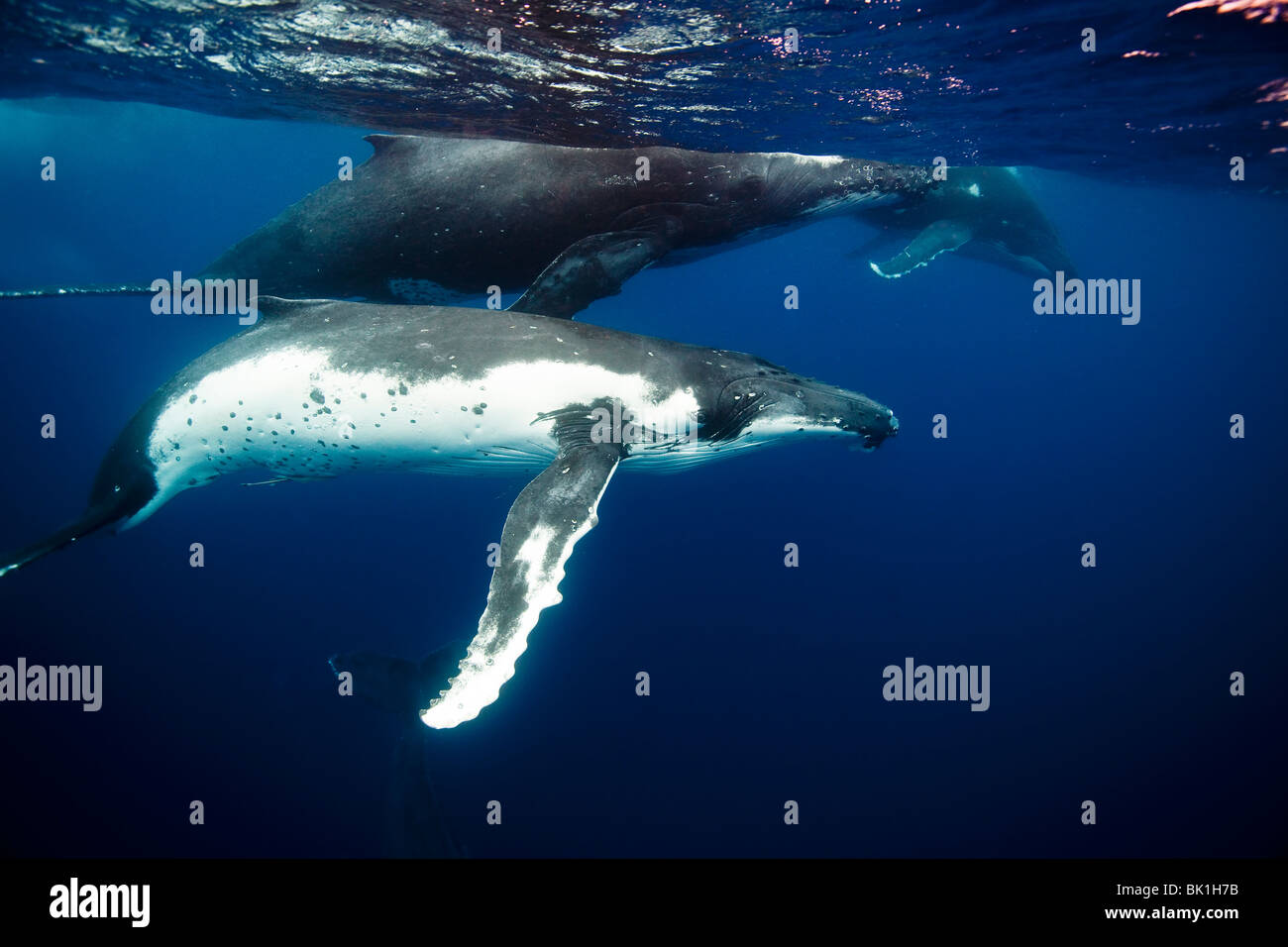Unterwasser-Blick von Buckelwalen (Impressionen Novaeangliae). Stockfoto