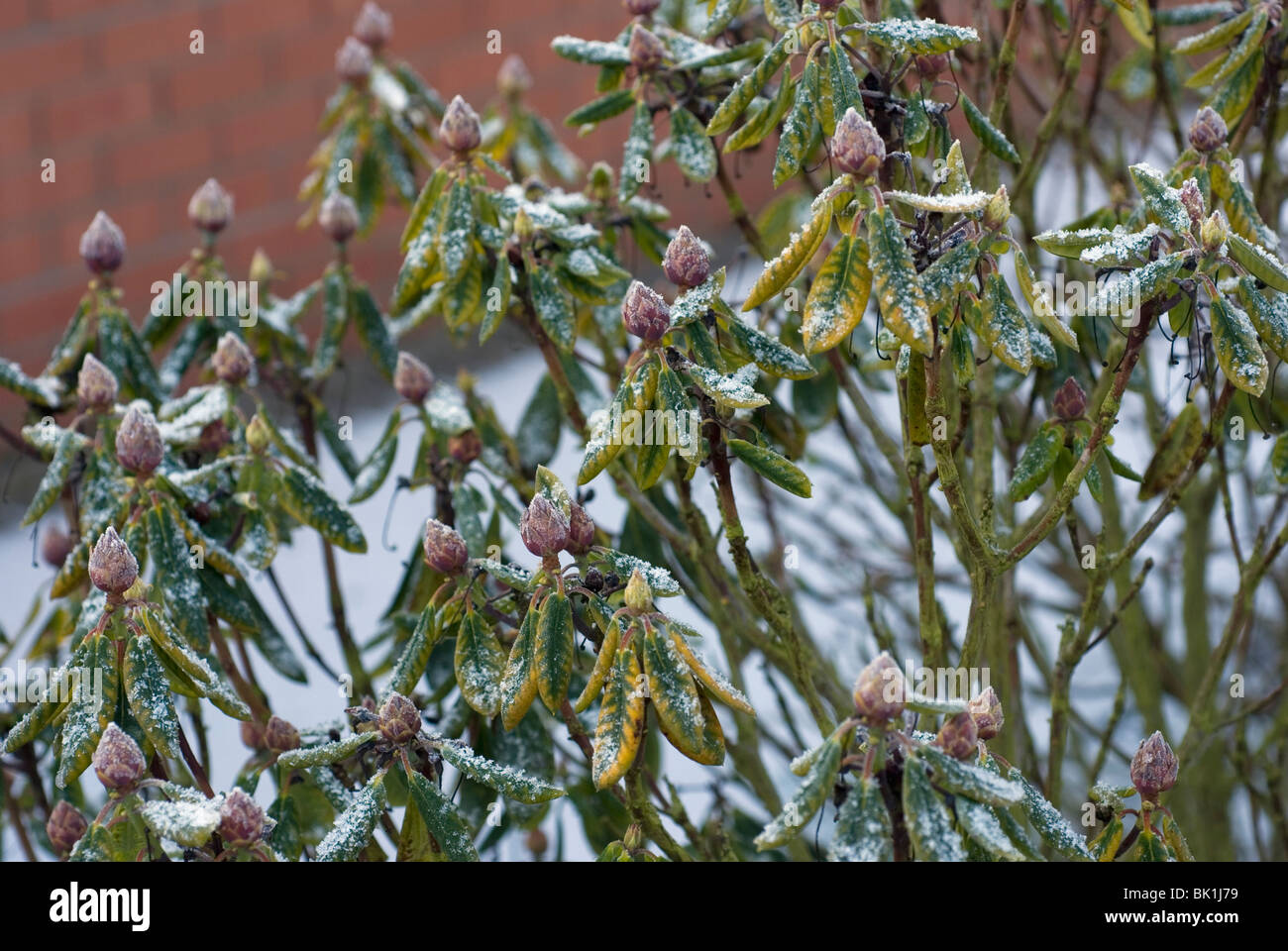 Rhododendren Bltenknospen im Sptwinter Stockfotografie - Alamy
