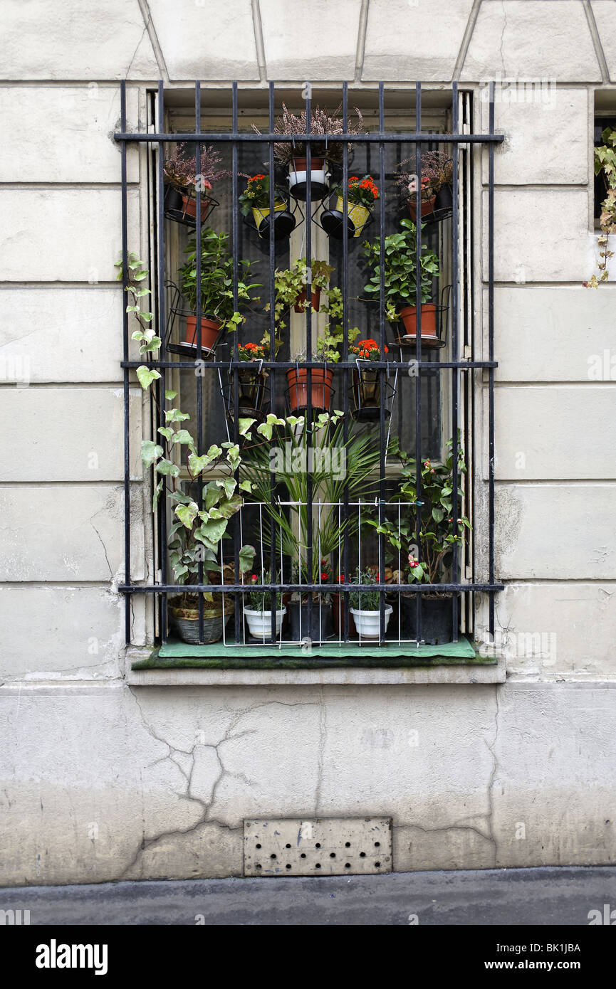Blumentöpfe in einem Fenster Stockfoto
