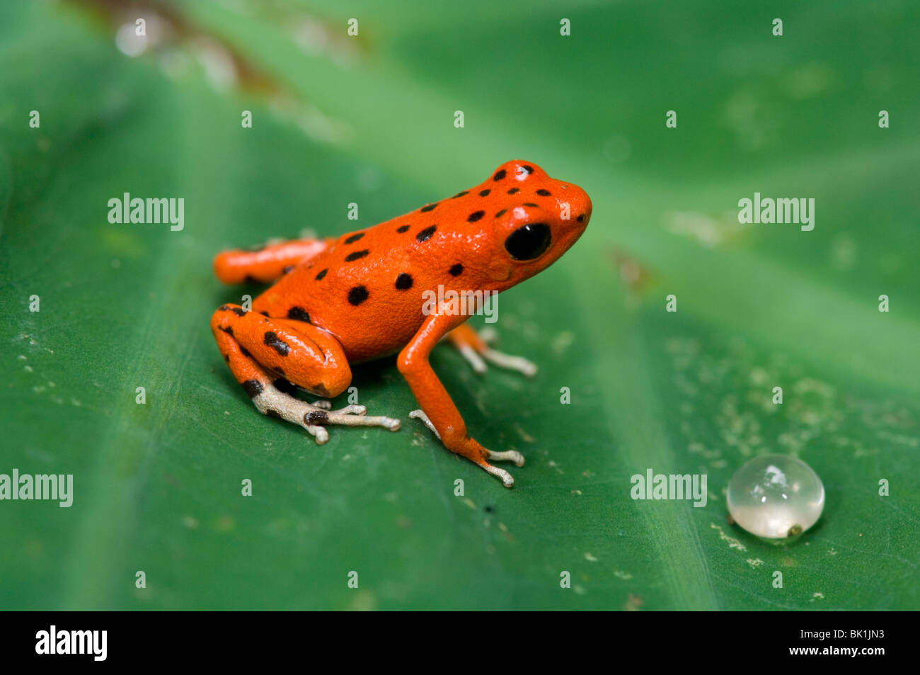 Red Dart Frog (Dendrobates Pumilio), Panama Stockfoto