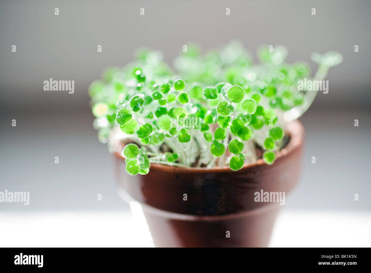 Wassertropfen auf einem kleinen grünen Sprossen in Keramik Topf Stockfoto