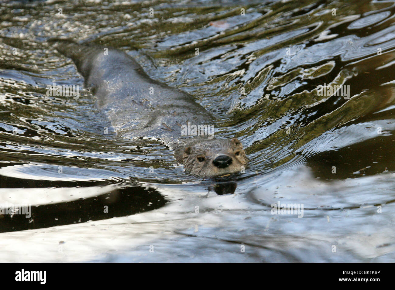 North American River Otter, Lontra Canadensis, Mustelidae, Nordamerika und Kanada Stockfoto