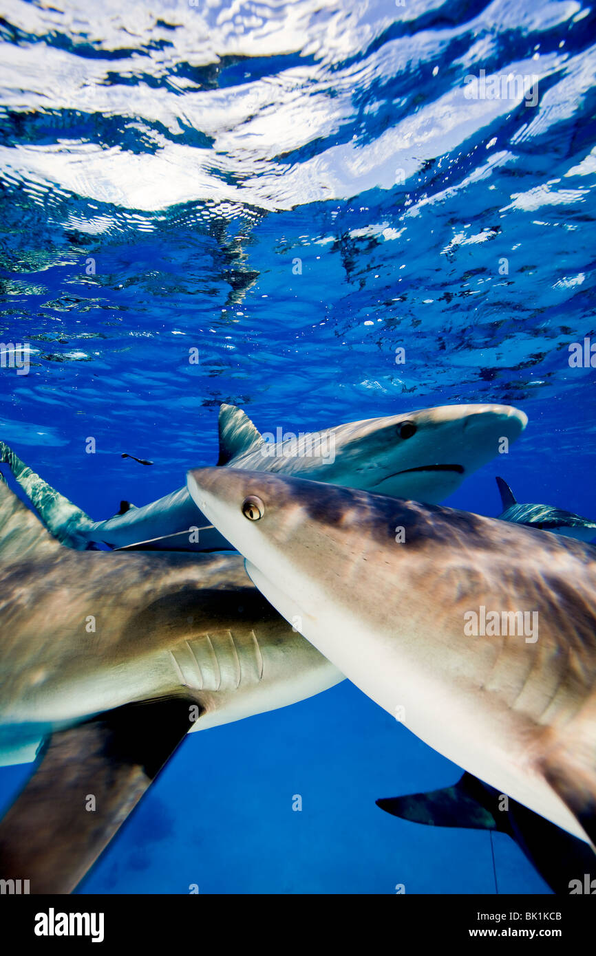 Karibische Riffhaie (Carcharhinus Perezi) Stockfoto