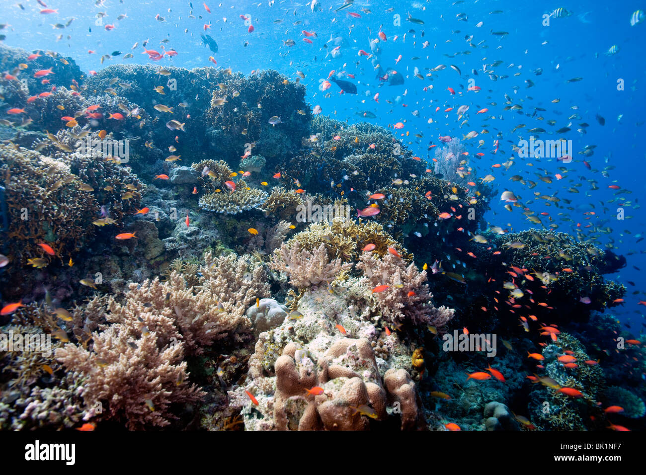 Schulzeit Anthias Fische schweben über Korallenriff Unterwasser Menjangan island Stockfoto