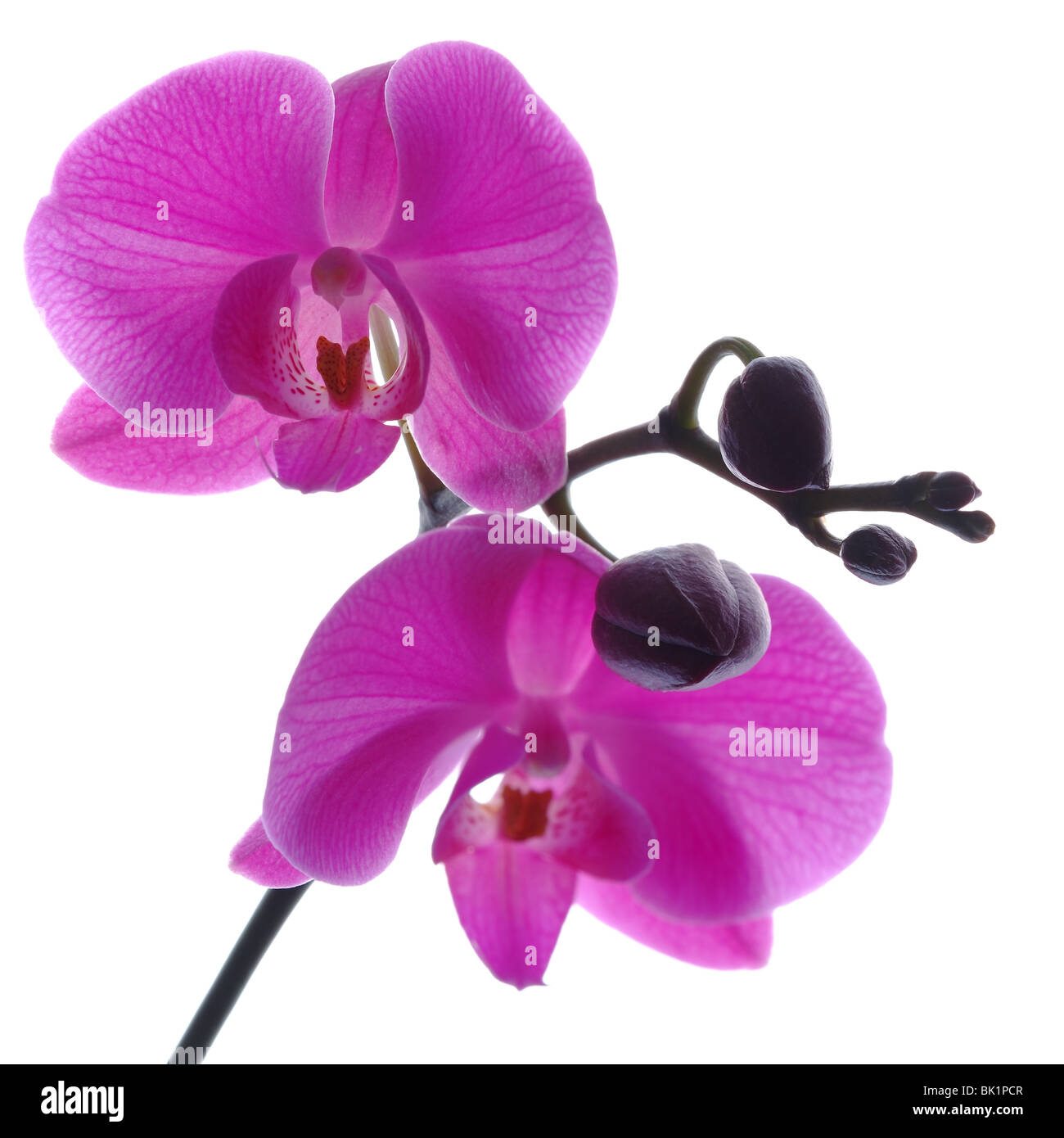 Violetten Orchidee isoliert auf weißem Hintergrund Stockfoto