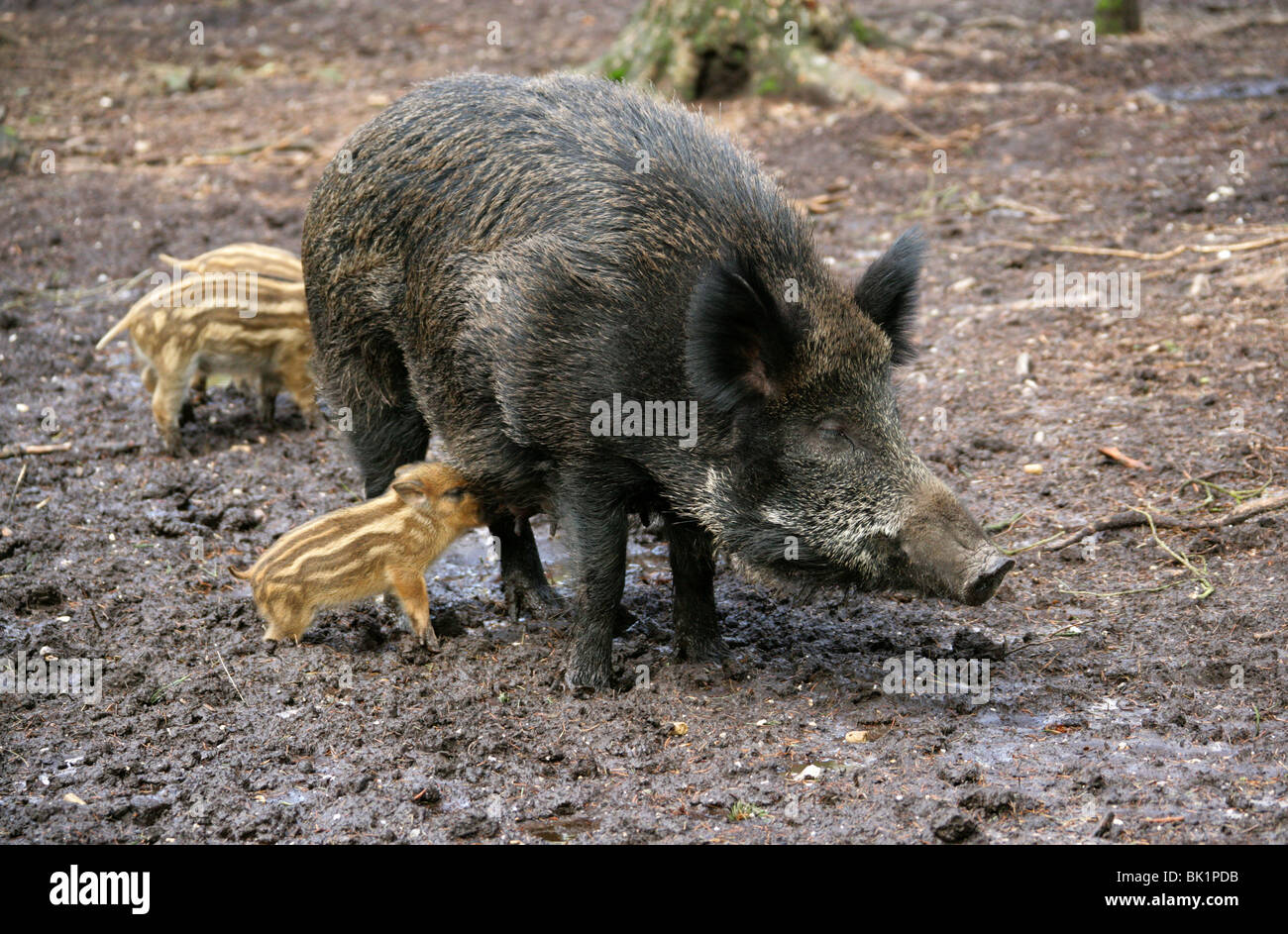 Europäische Wildschwein mit säugende Ferkel, Sus Scrofa Scrofa, Suidae. Stockfoto