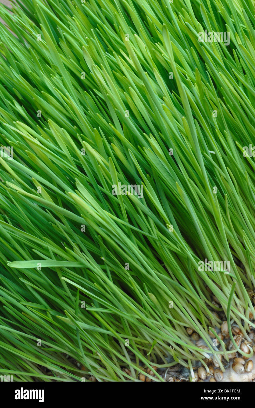 Grass Stockfoto