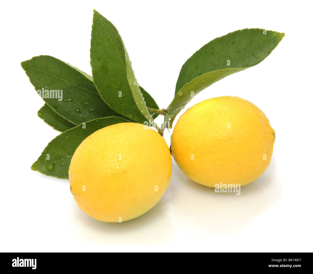 Frische Zitronen mit Blättern auf weißem Hintergrund Stockfoto