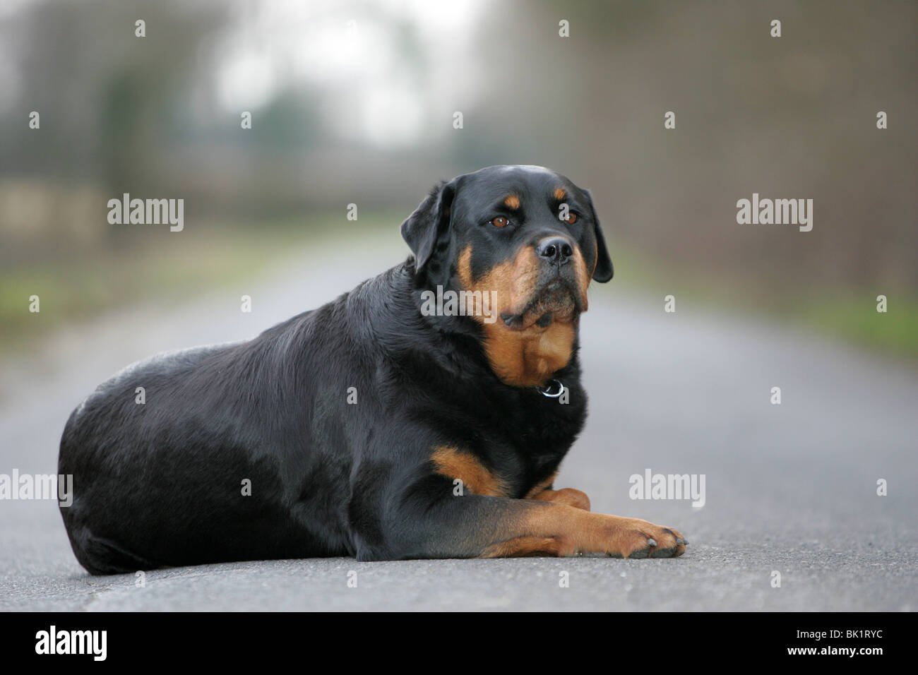 Rottweiler Hündin Stockfoto