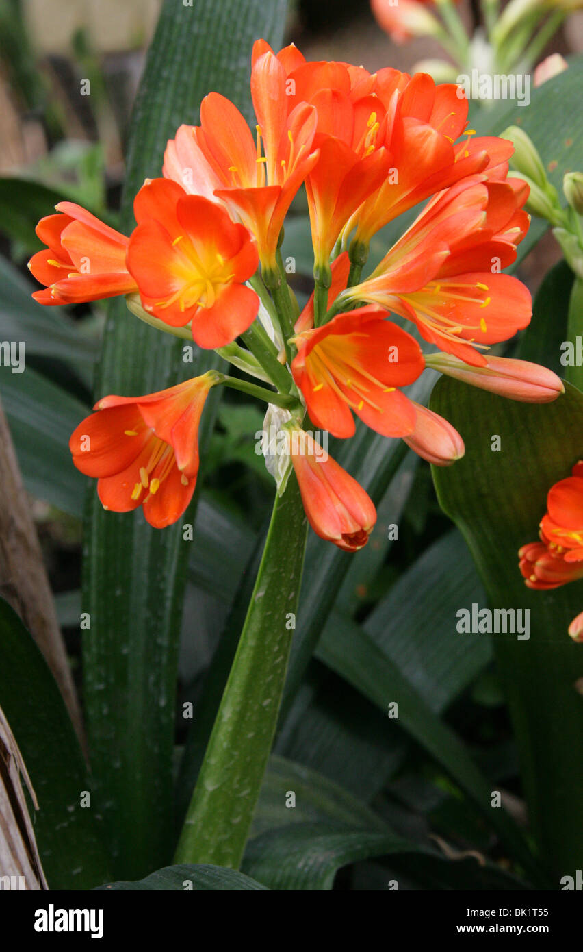 Kaffir Lily, Clivia Miniata, Amaryllisgewächse, Südafrika. Auch bekannt als Bush Lily oder Boslelie in Afrikaans oder Umayime in Zulu. Stockfoto