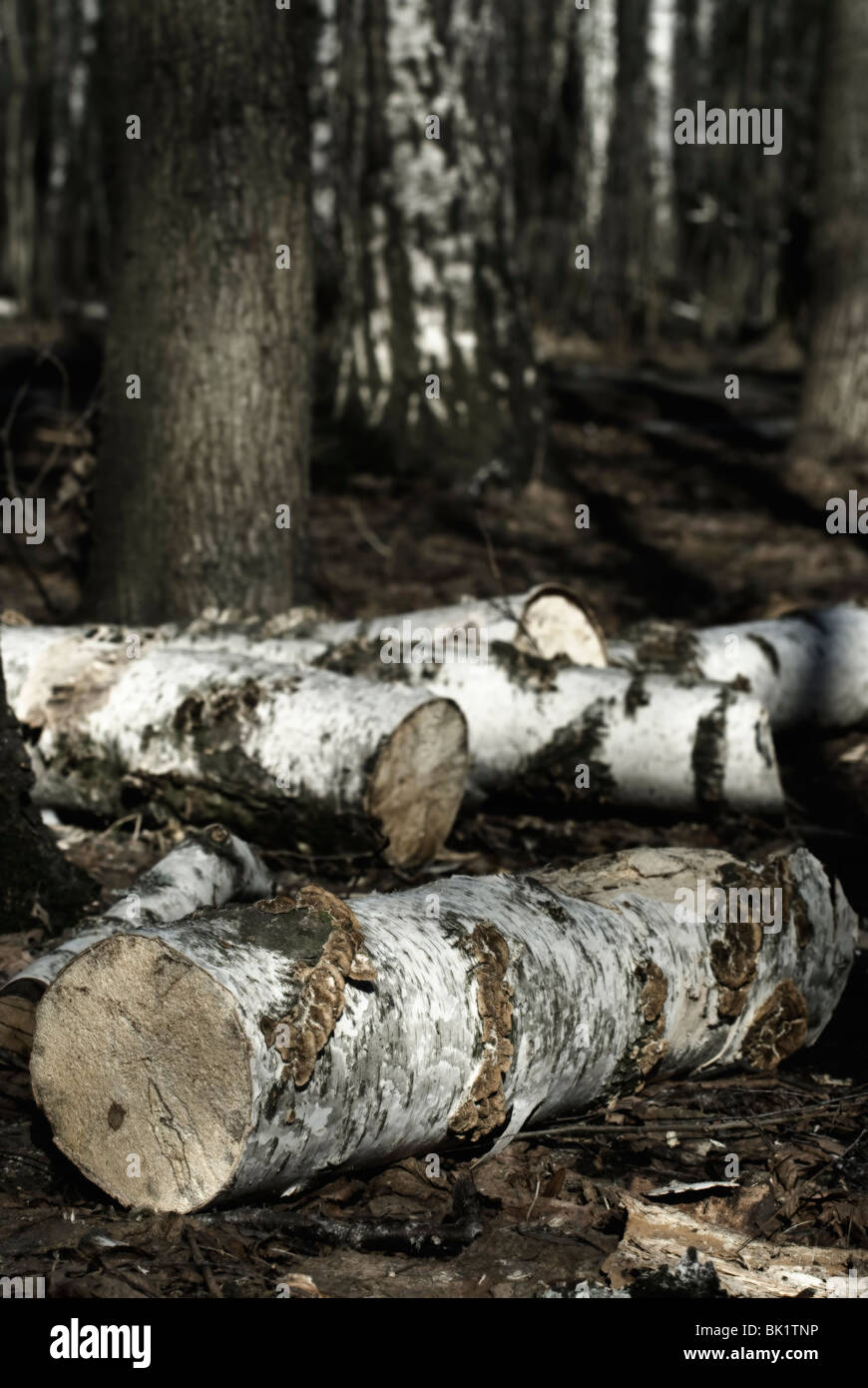 Protokolle der Baum Stockfoto