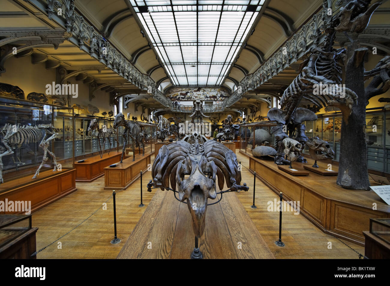 Ausstellung im Museum für Naturgeschichte in Paris Stockfoto