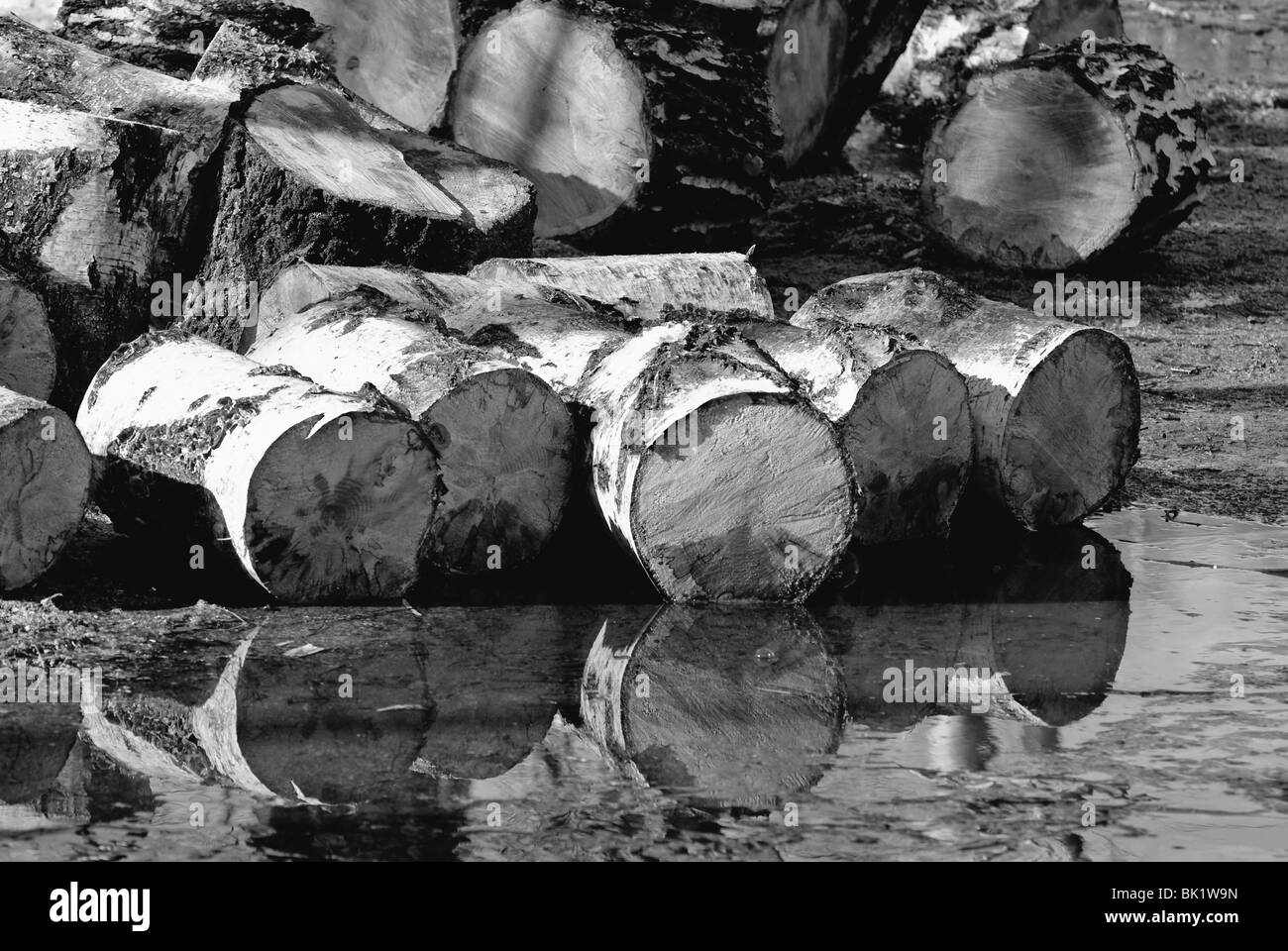 Birke Log im Wasser in schwarz / weiß Stockfoto