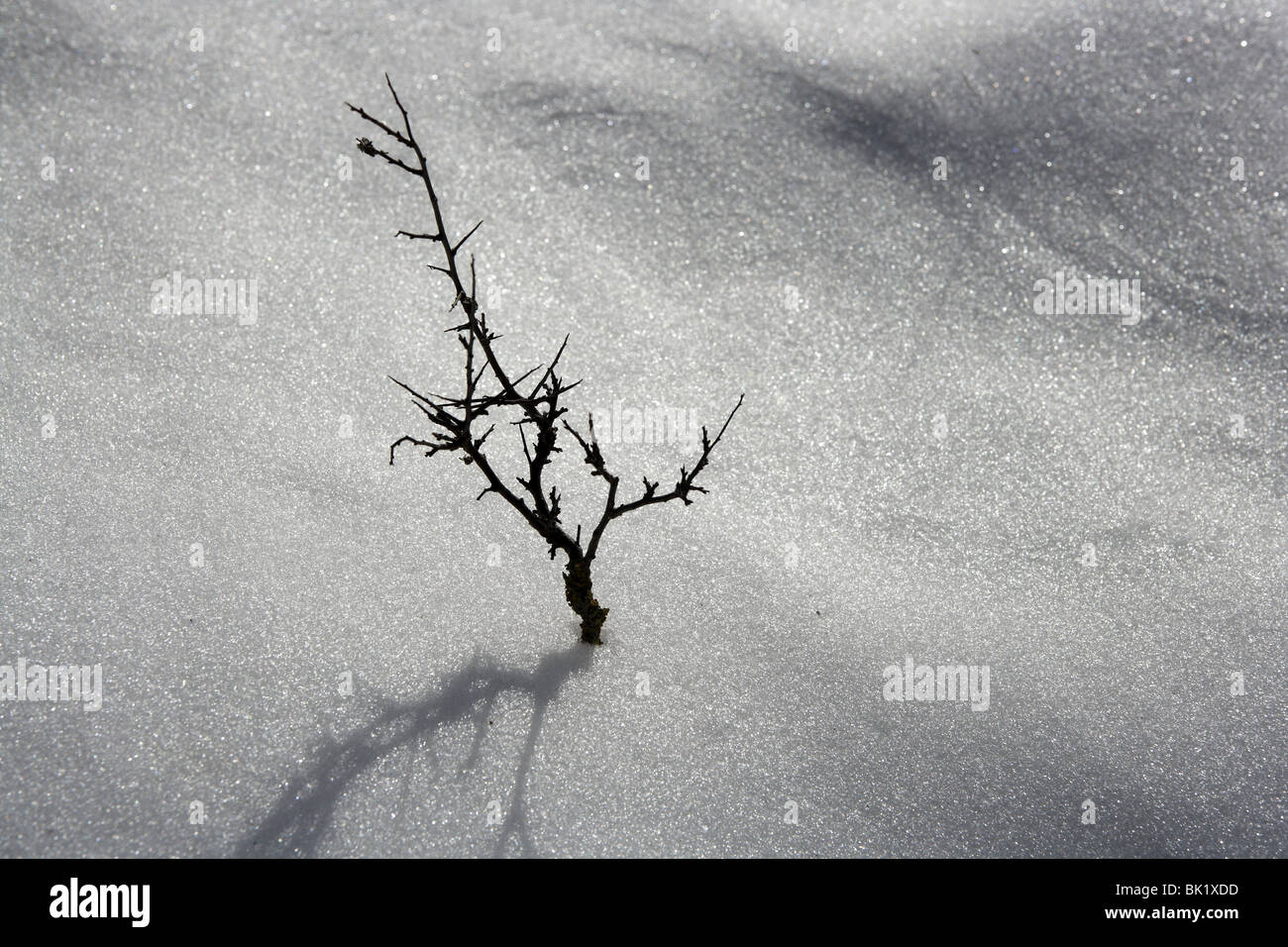 getrockneten Zweig wie einsame Baum Metapher Schnee Winter Wüste Stockfoto