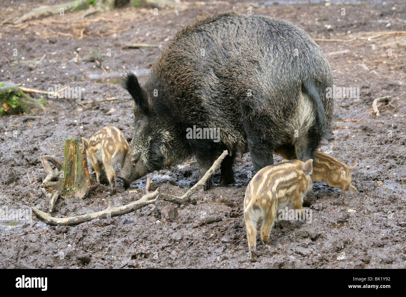 Europäische Wildschwein mit Frischlingen, Sus Scrofa Scrofa, Suidae. Stockfoto