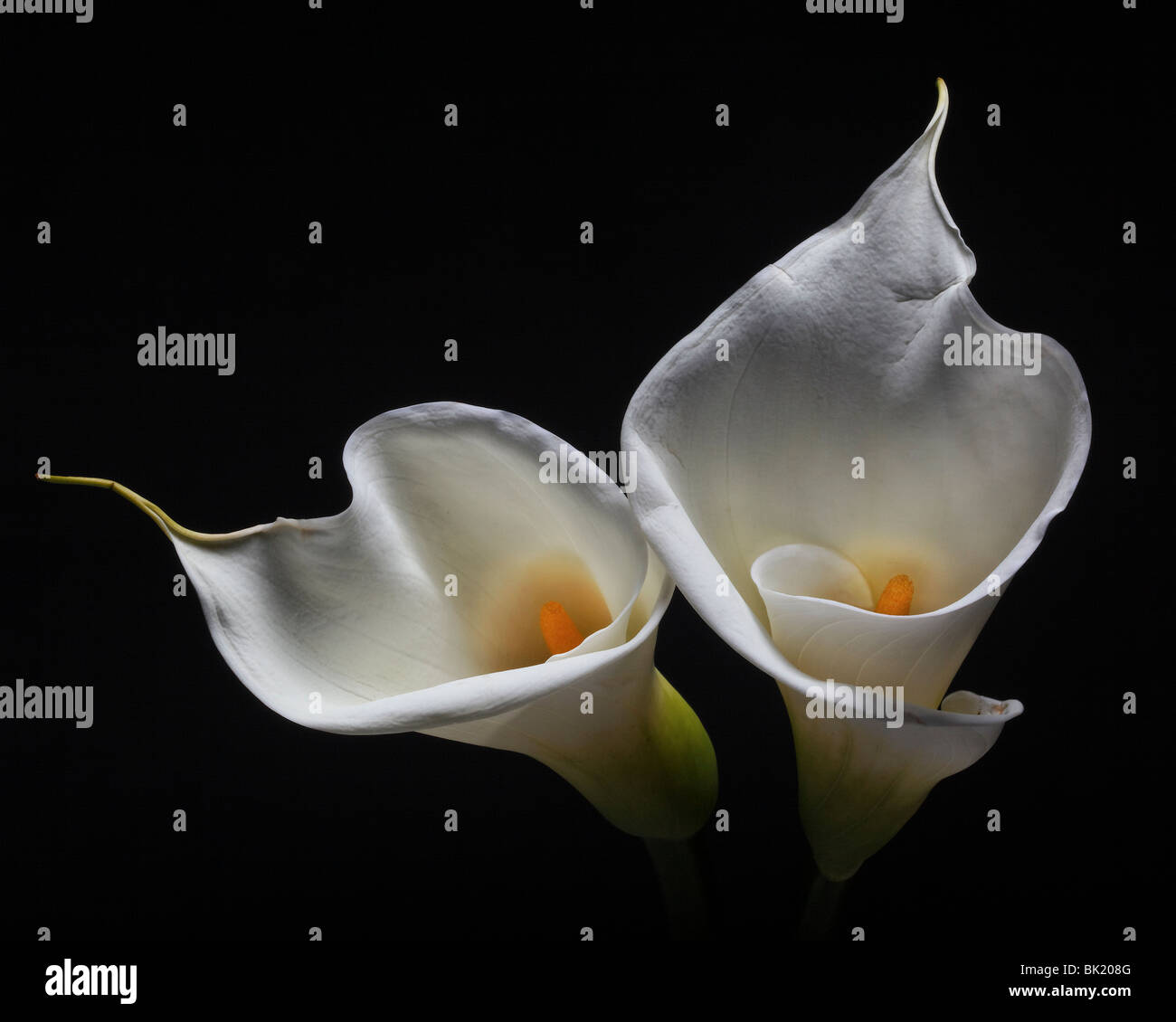 Zwei calla Lilien auf schwarzem Hintergrund Stockfoto