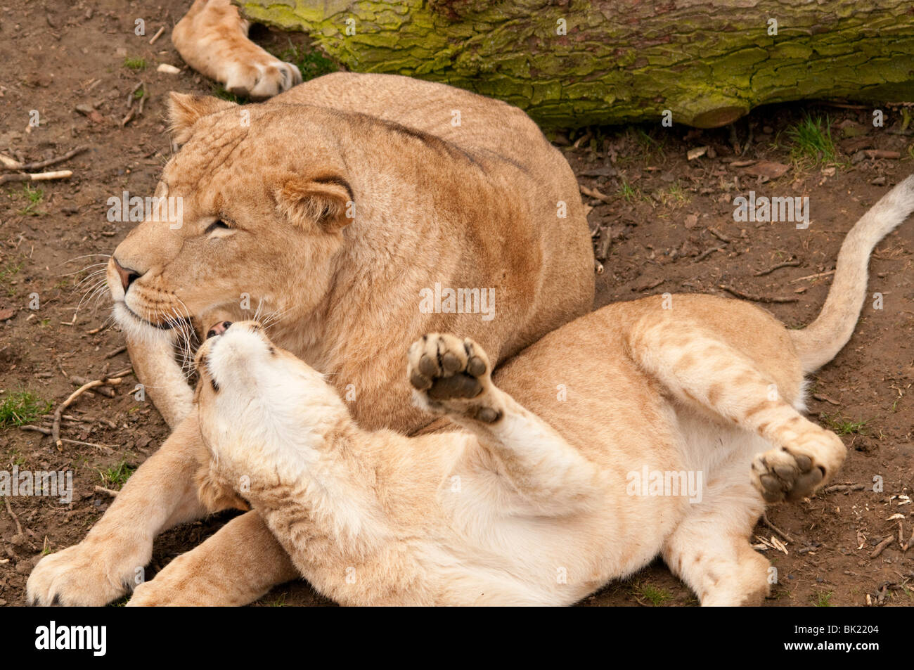 Löwenbaby spielen mit Mama Stockfoto