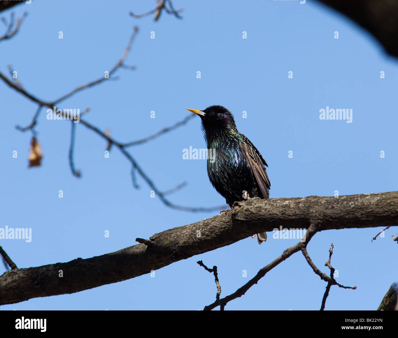 Gemeinsamen Starling (Sturnus Vulgaris) hocken auf einem Ast des Baumes gegen den blauen Himmel. Stockfoto