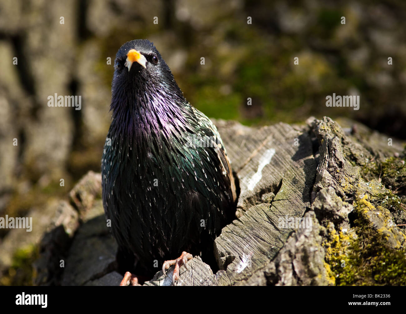 Gemeinsamen Starling (Sturnus Vulgaris) Blick von der hohlen Baumstamm. Stockfoto