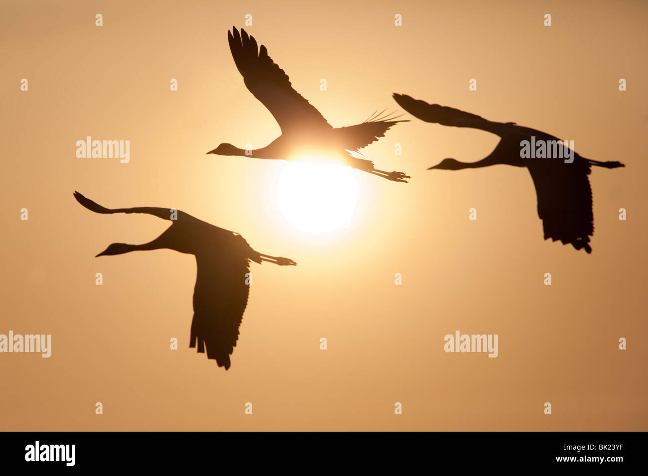 Drei Demoiselle Kraniche fliegen in die Sonne Stockfoto