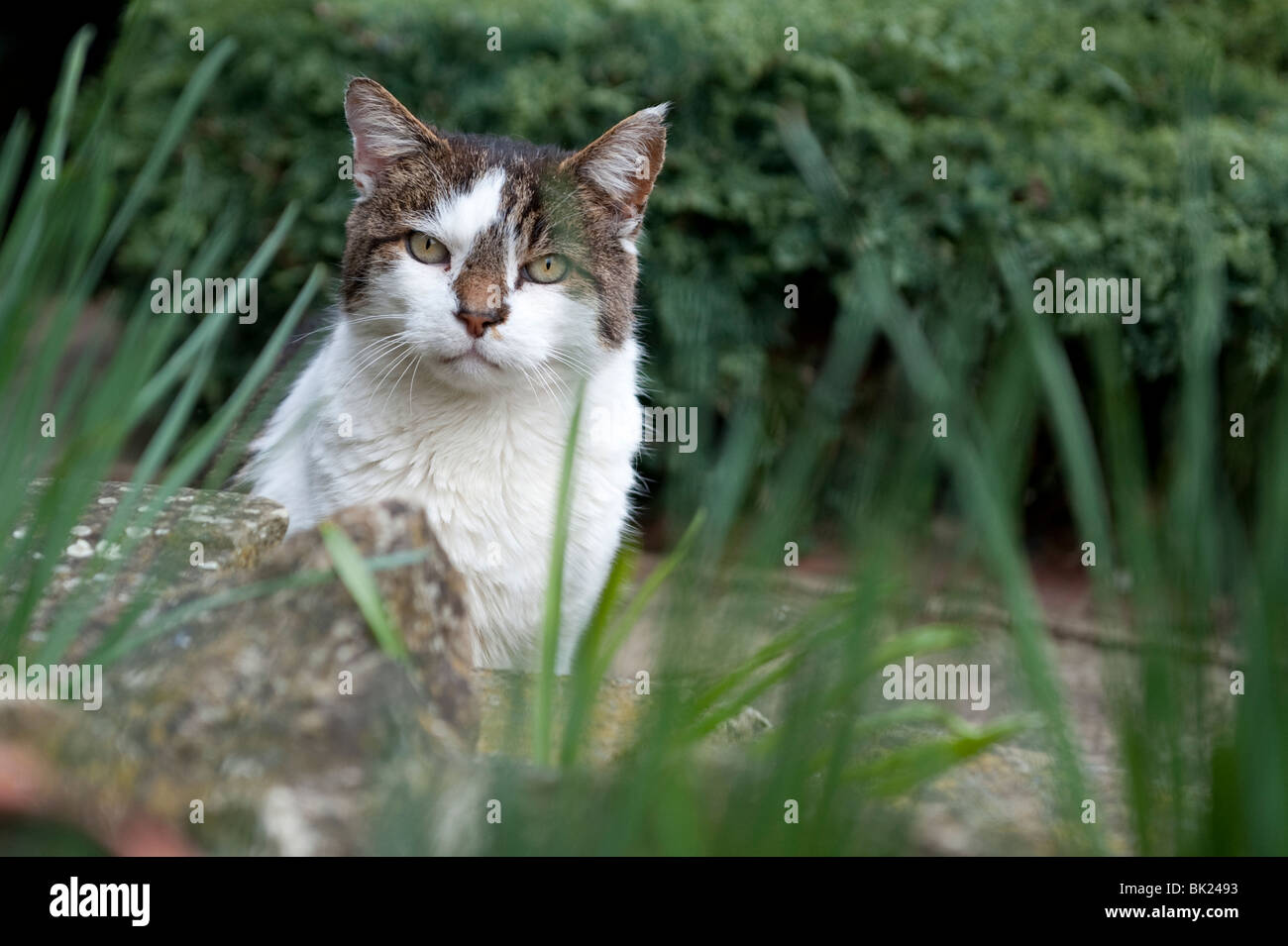 Eine männliche Schildpatt Katze namens Humphrey Blick durch lange Rasen im Garten Stockfoto