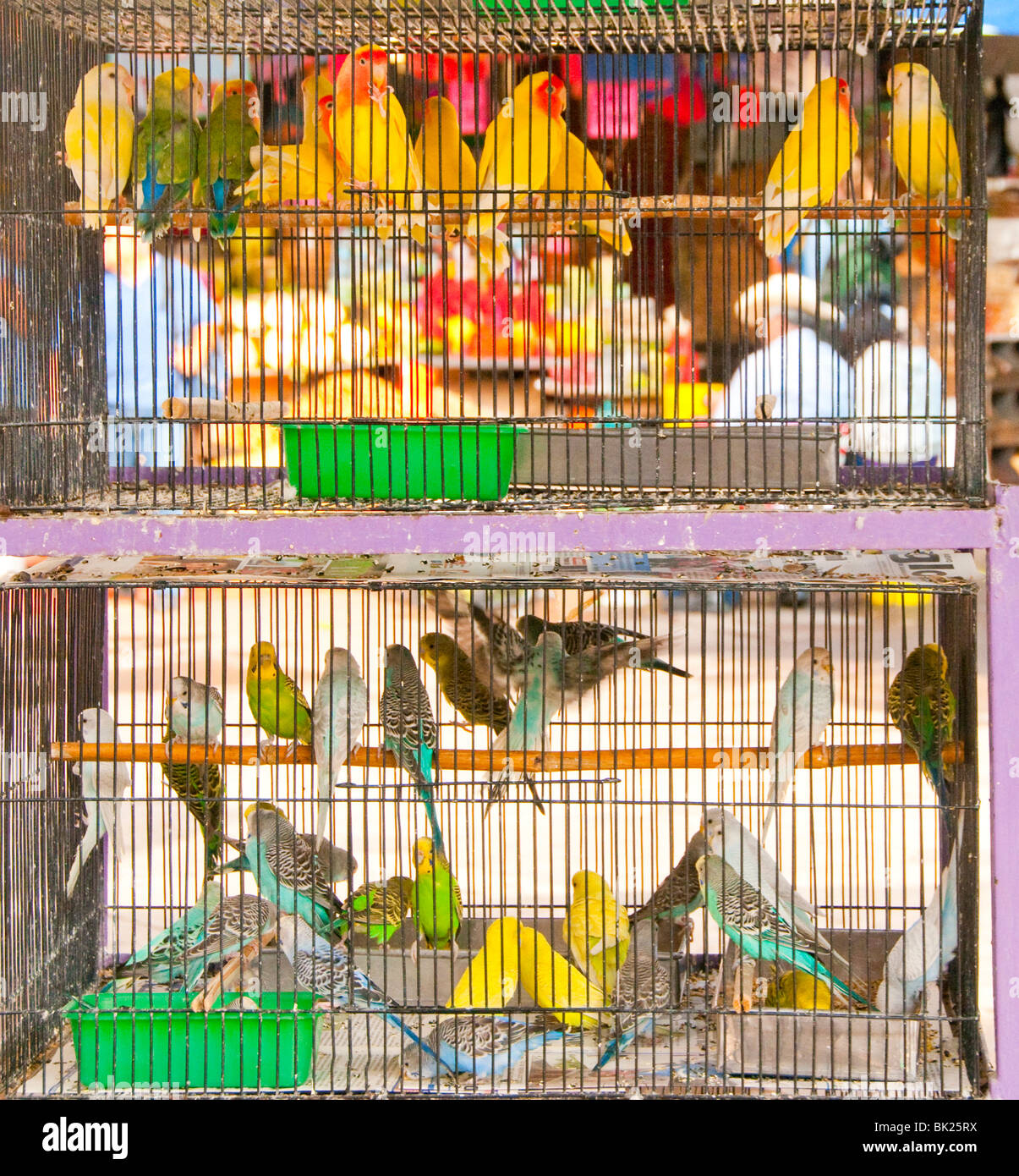Guadalajara, Mexiko, den Mercado Libertad Markt. Vogelkäfig mit bunten Papageien zum Verkauf. Bundesstaat Jalisco Stockfoto