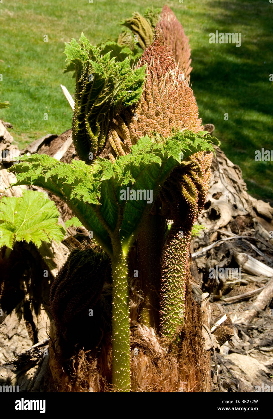 Gunnera Tinctoria, riesige ornamentalen Rhabarber fotografiert im Trebah Gärten in Cornwall, Vorfrühling Stockfoto