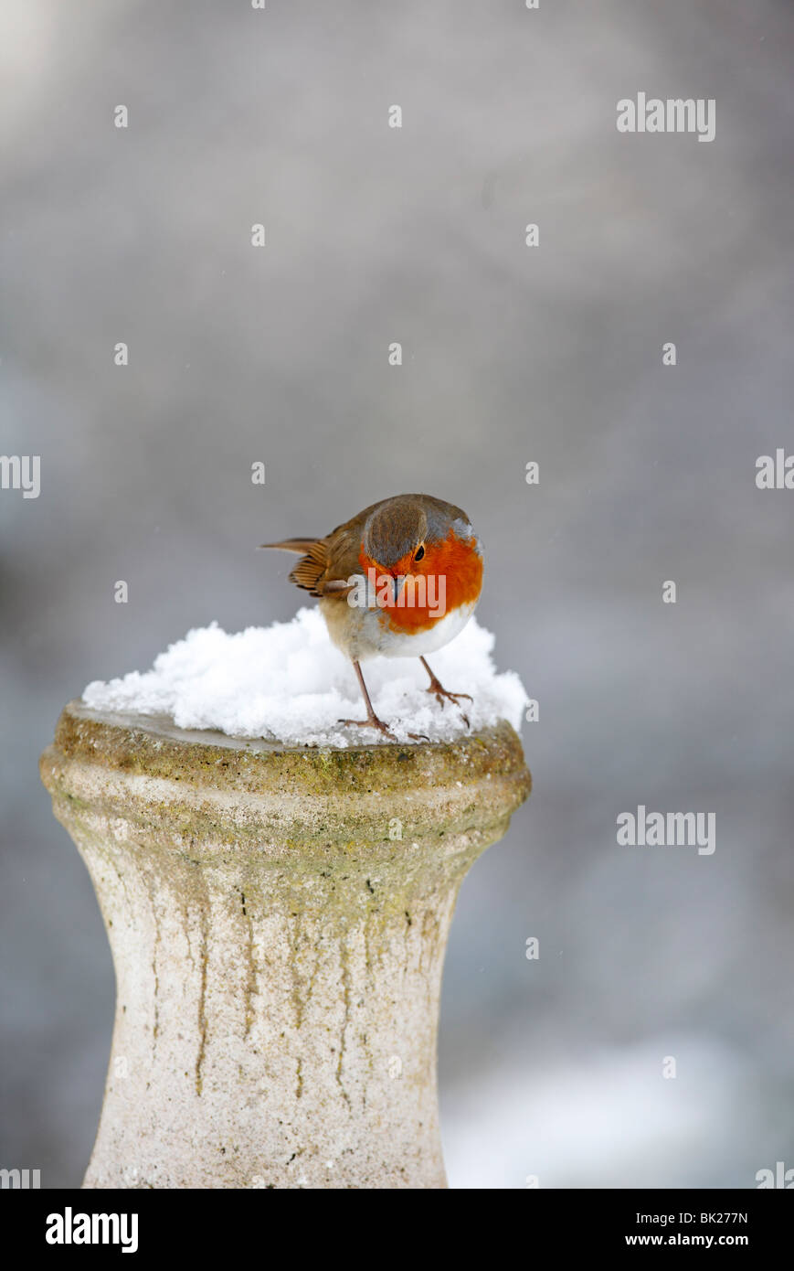Robin (Erithacus Rubecula) hocken auf konkrete Sockel im Schnee Stockfoto