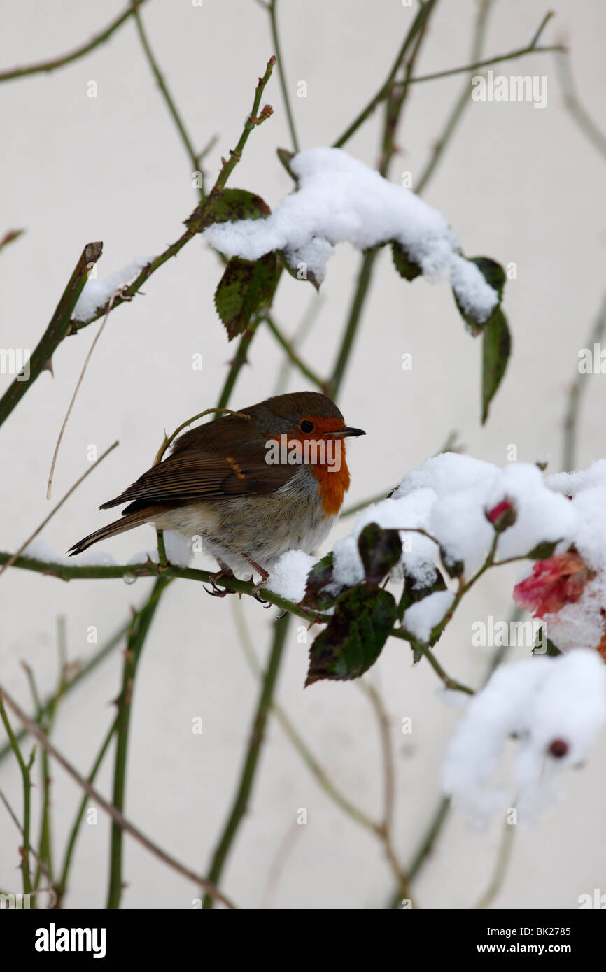Robin (Erithacus Rubecula) hocken im Schnee bedeckt Rosenbusch Stockfoto