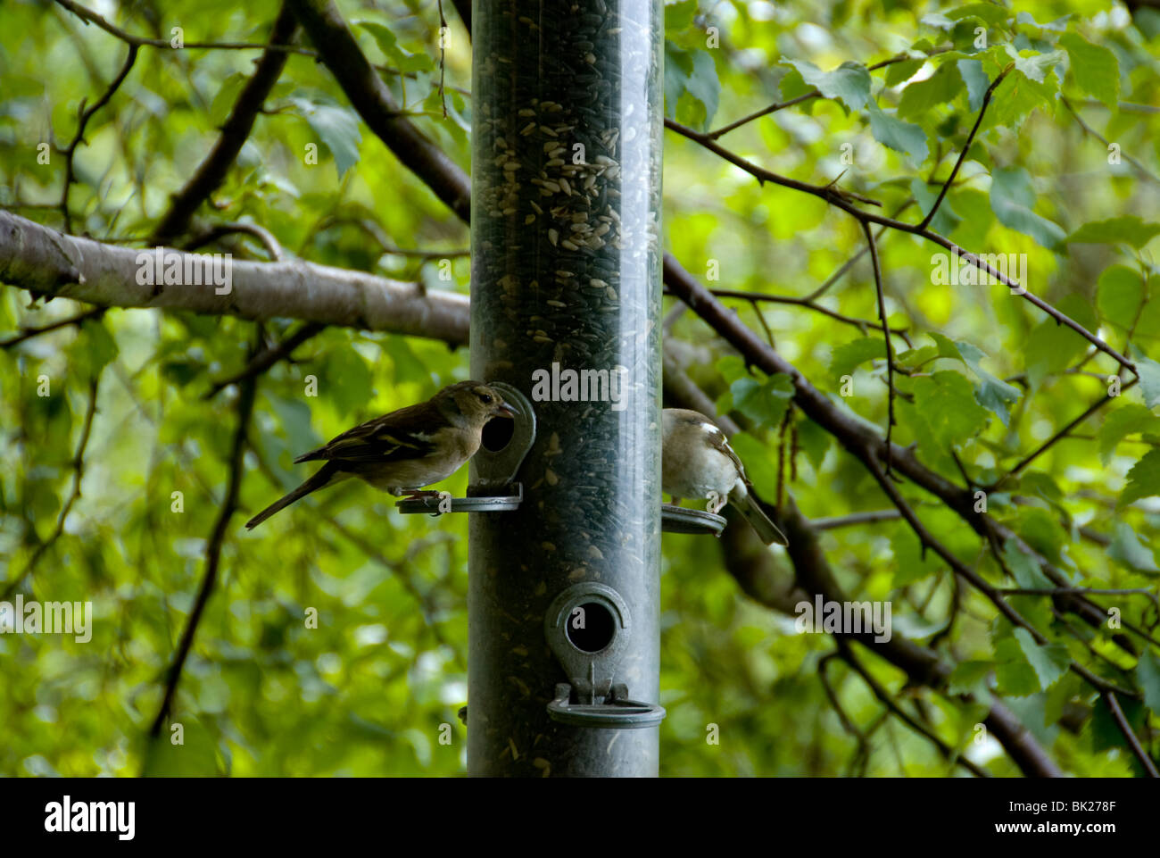 Ein paar Vögel, Grasmücken, Fütterung im Pensthorpe Naturreservat in Norfolk. Stockfoto
