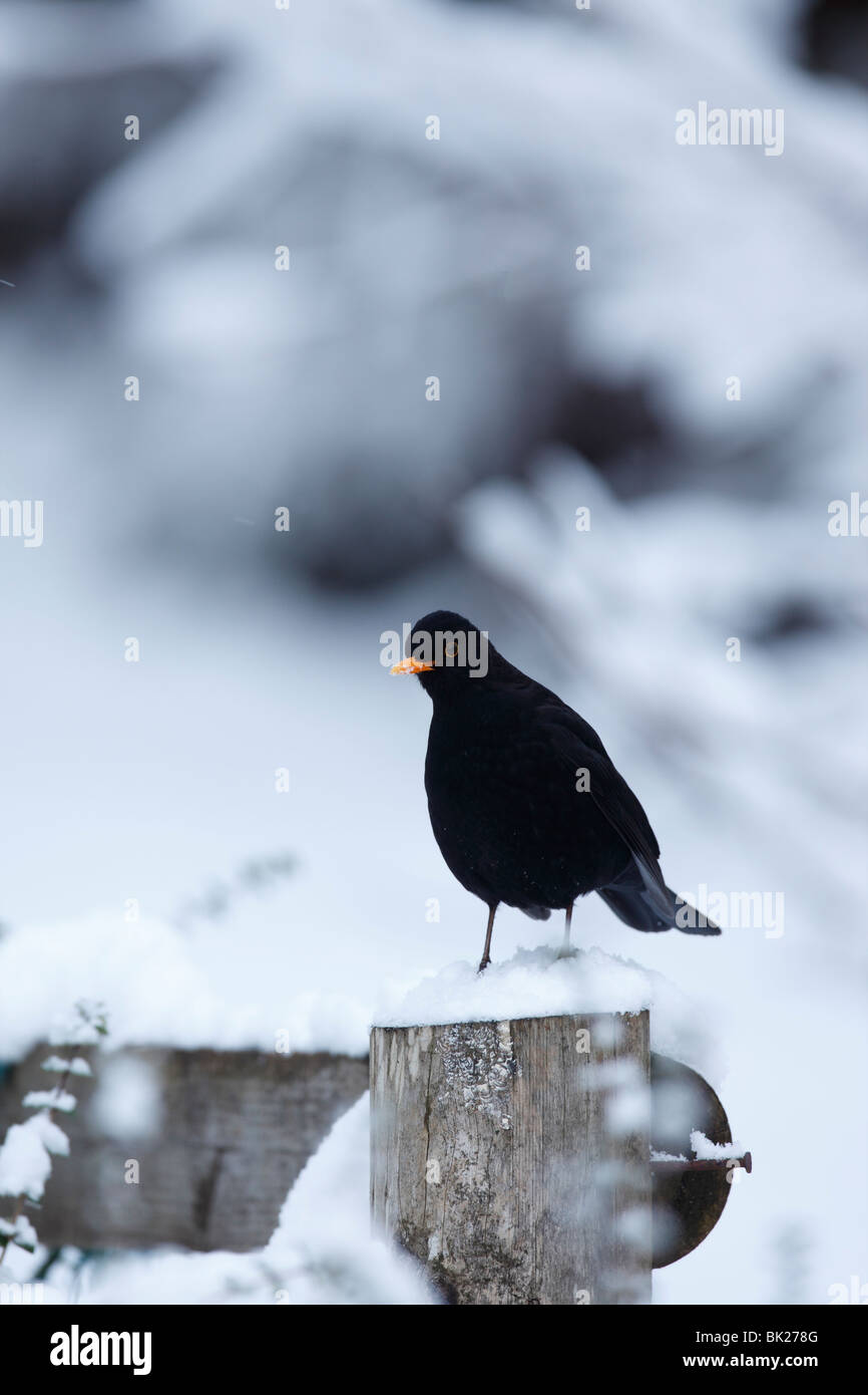 Amsel (Turdus Merula) männlichen hocken im Schnee bedeckt stumpf Stockfoto