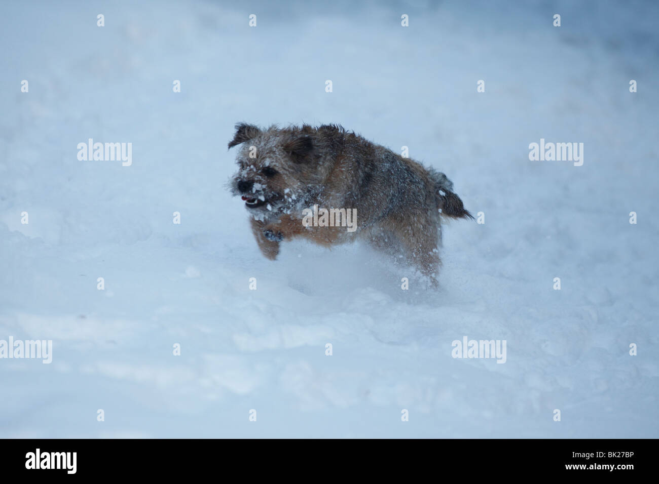 Border Terrier durch Schnee Stockfoto