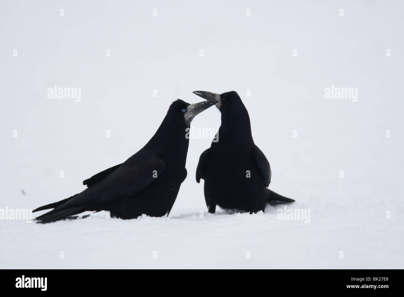 Turm (Corvus Frugilegus) paar in Balz im Schnee Stockfoto