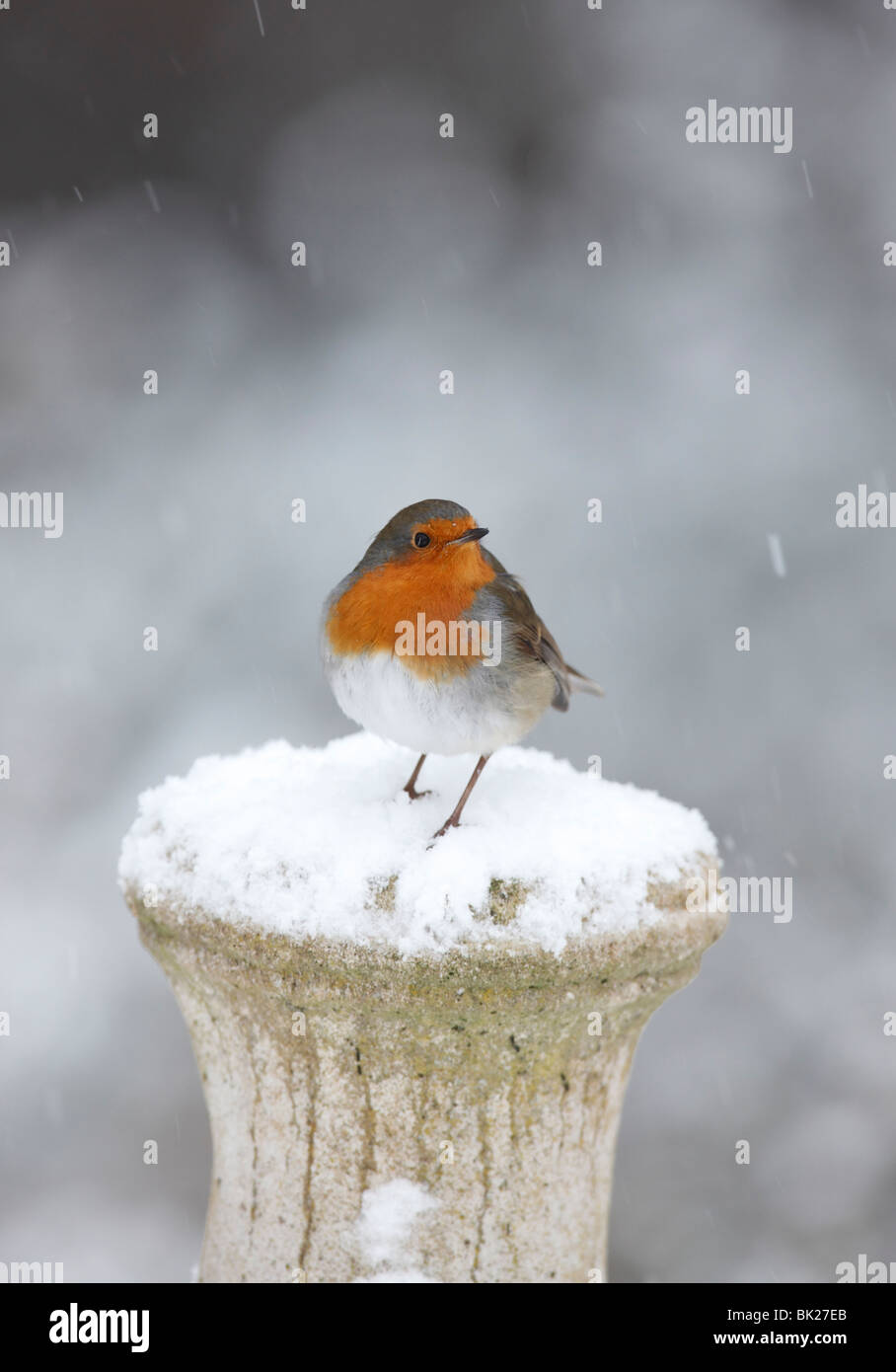 Robin (Erithacus Rubecula) hocken im Schnee bedeckt konkrete Sockel Stockfoto