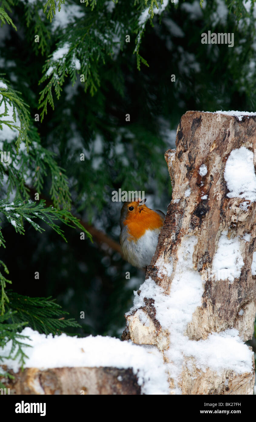 Robin (Erithacus Rubecula) hocken im Schnee bedeckt stumpf Stockfoto