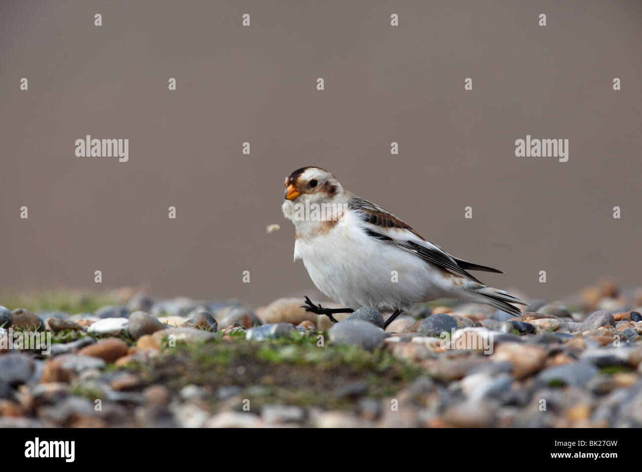 Snow Bunting (Plectrophenax Nivalis) Mann zu Fuß auf Schindel Stockfoto