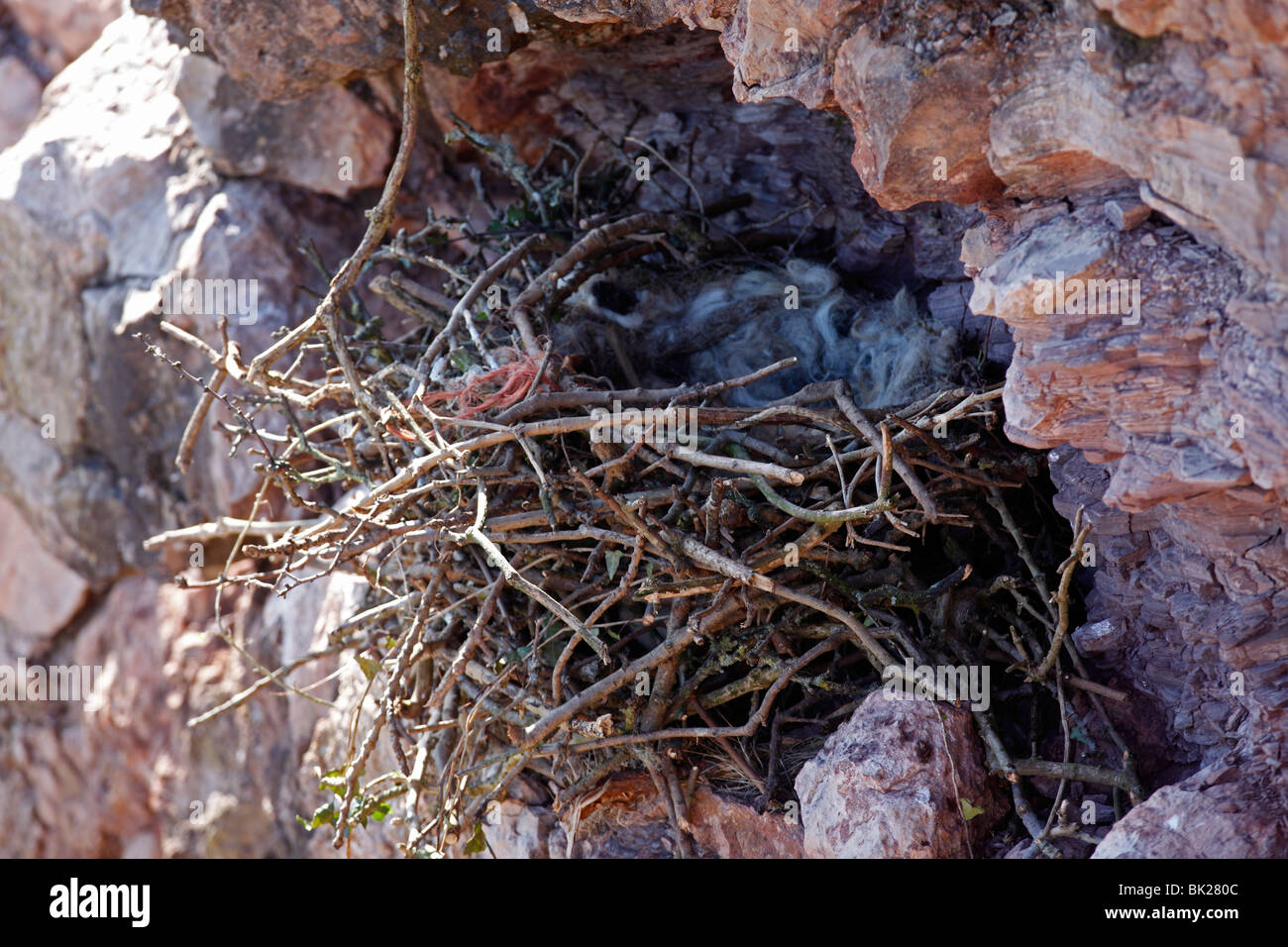 Raven (Corvus Corax) Nest auf Klippe im Kalksteinbruch Stockfoto