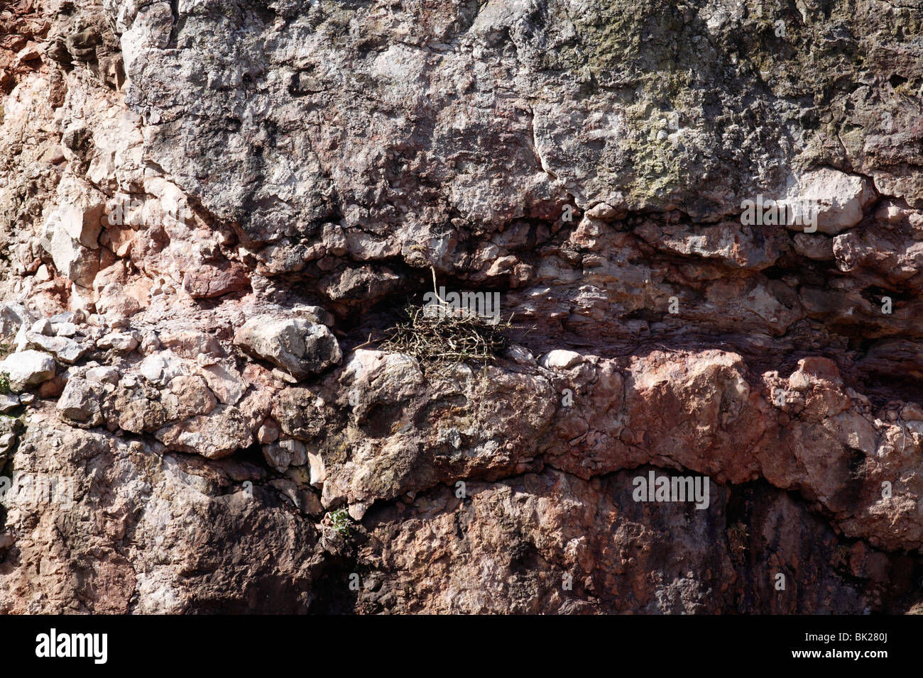 Raven (Corvus Corax) Nest auf Sims in stillgelegten Kalksteinbruch Stockfoto