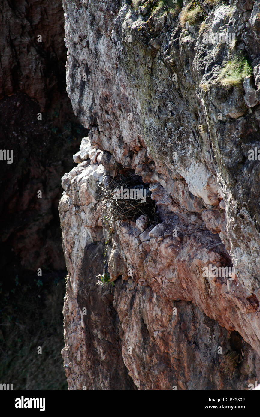 Raven (Corvus Corax) Nest auf Sims in stillgelegten Kalksteinbruch Stockfoto