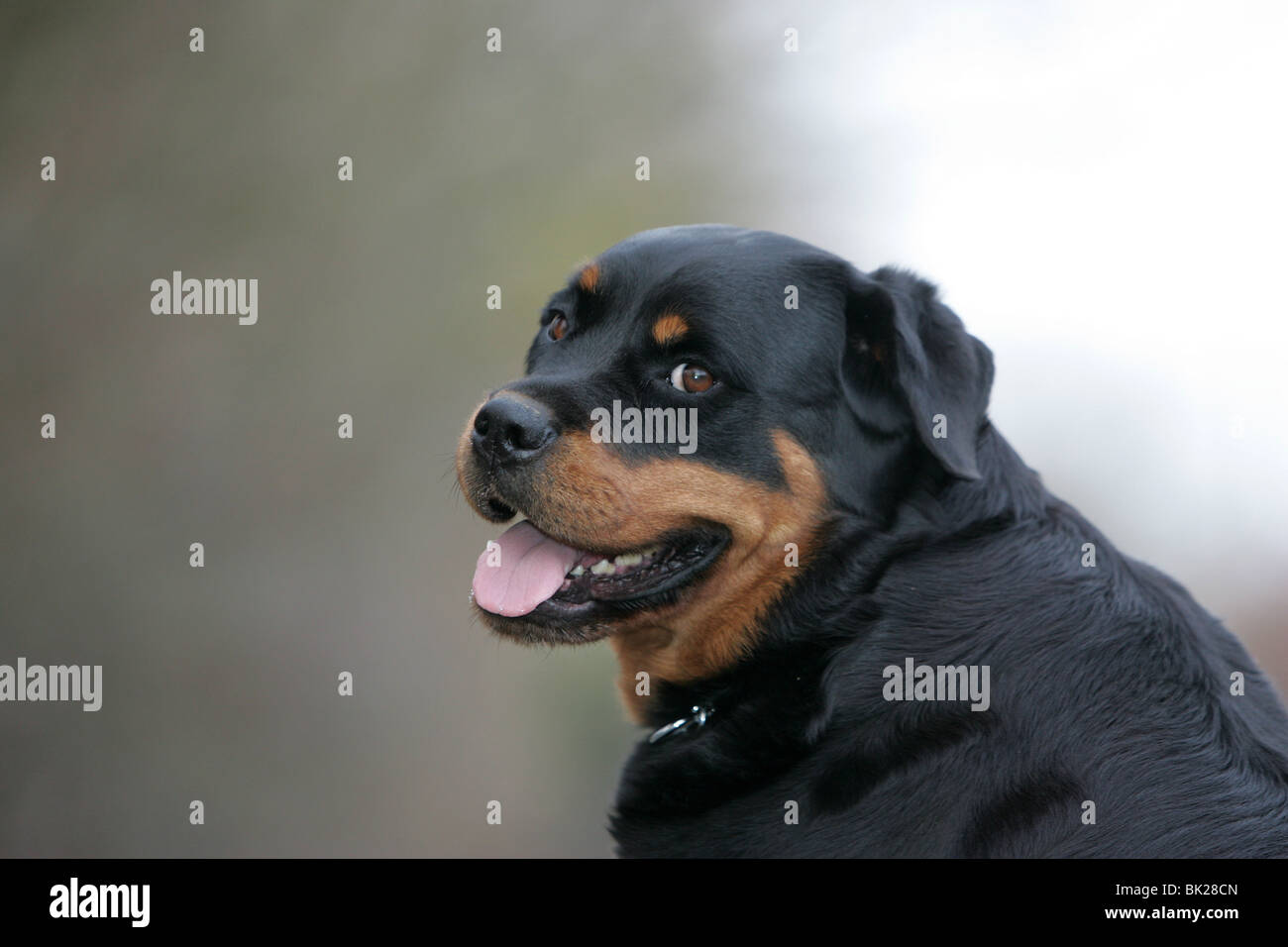 Rottweiler Hündin Stockfoto