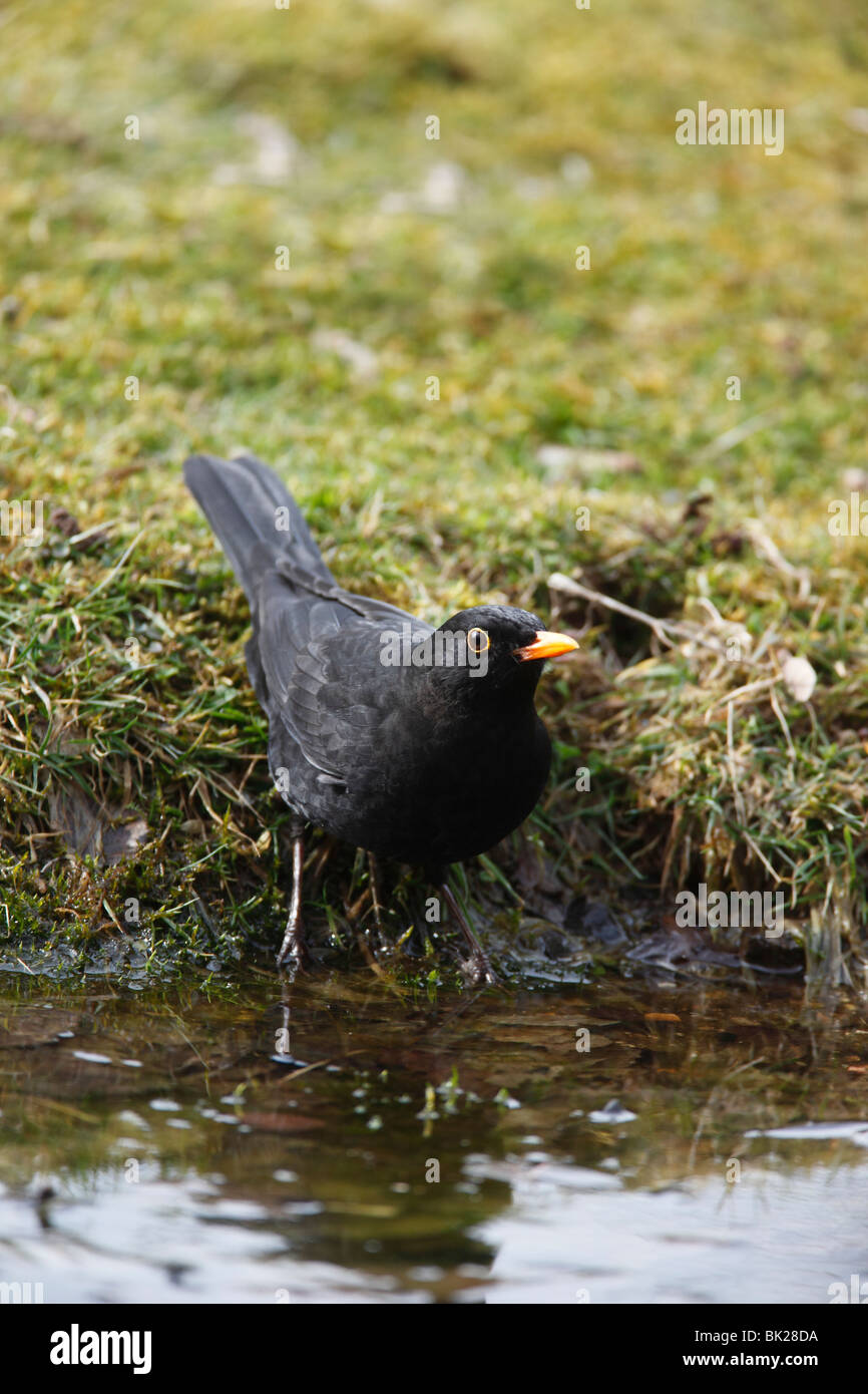 Amsel (Turdus Merula) männlichen über Fron Gartenteich zu trinken Stockfoto