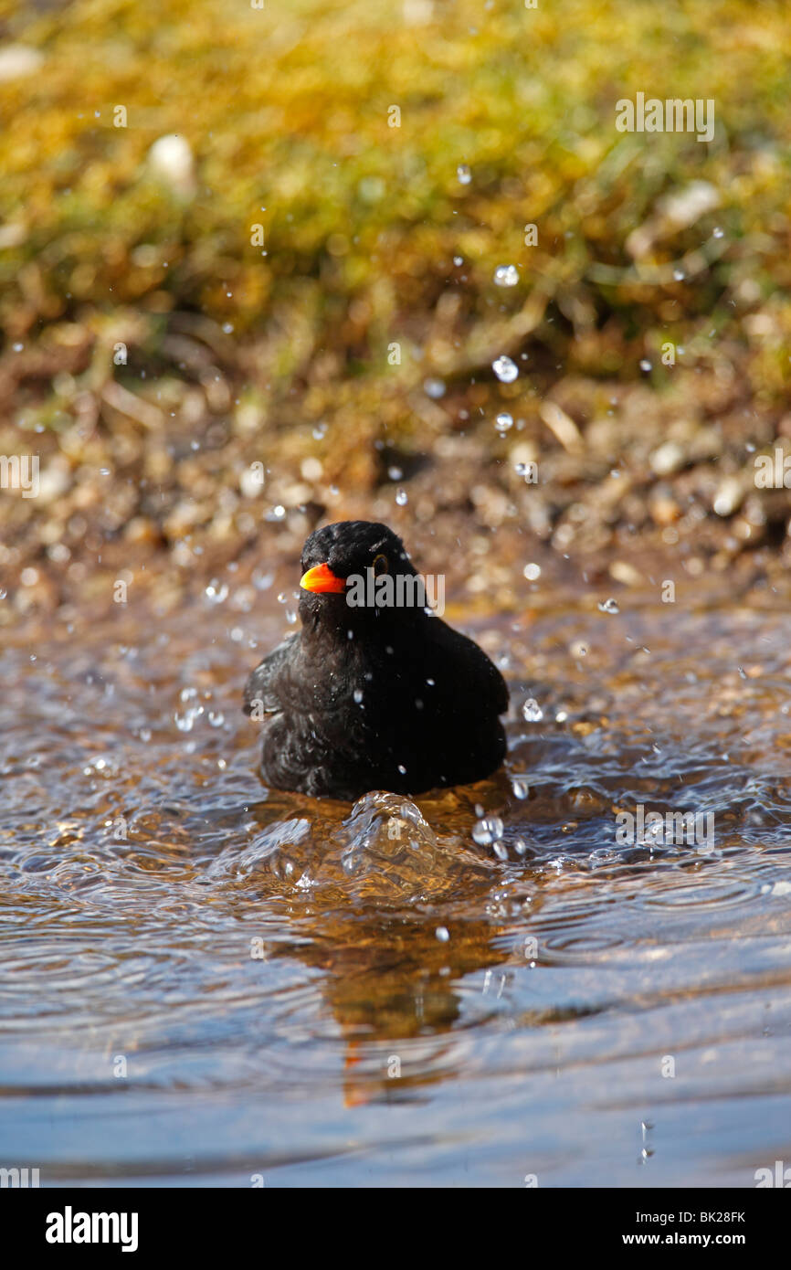 Baden im gartenteich Fotos und Bildmaterial in hoher Auflösung Alamy