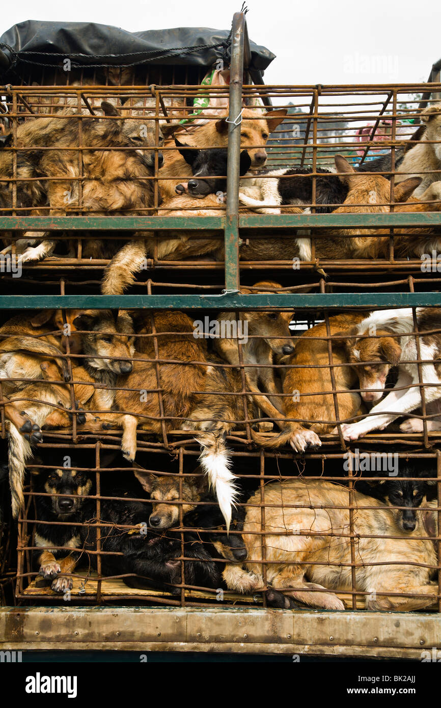 Hunde in Thailand und in Vietnam für Fleisch exportiert leiden lange Reisen, die dicht gepackt in Käfigen ohne Nahrung oder Wasser Stockfoto