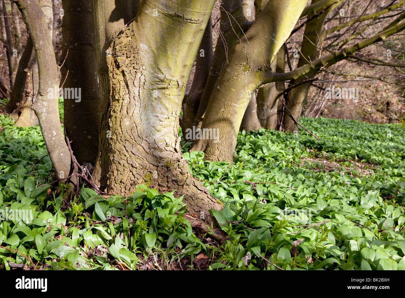 Ein Waldboden übersät mit wilden Schnittlauch Stockfoto