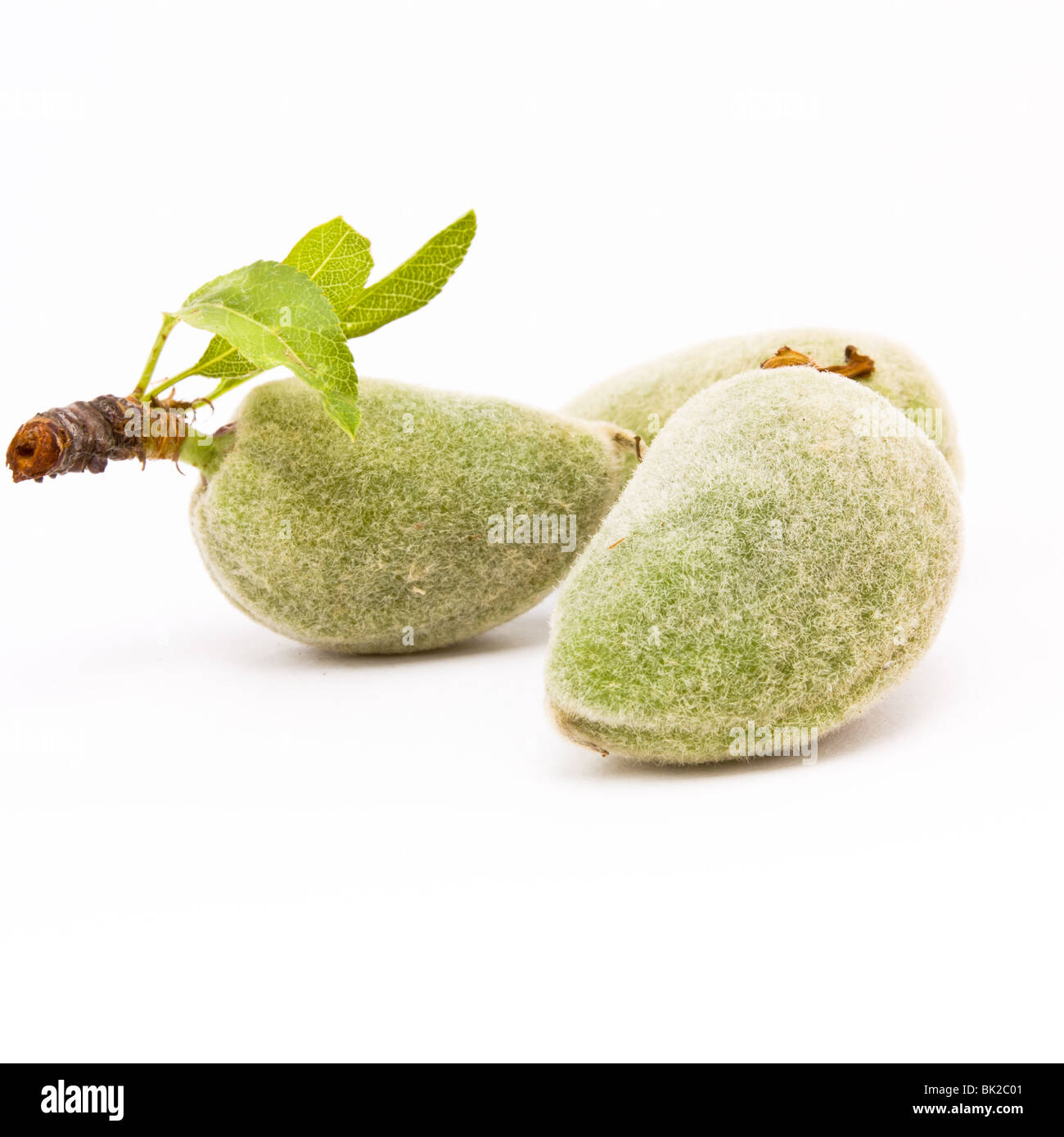 Grüne Mandeln isoliert auch bekannt als bittere Mandeln vor weißem Hintergrund. Stockfoto