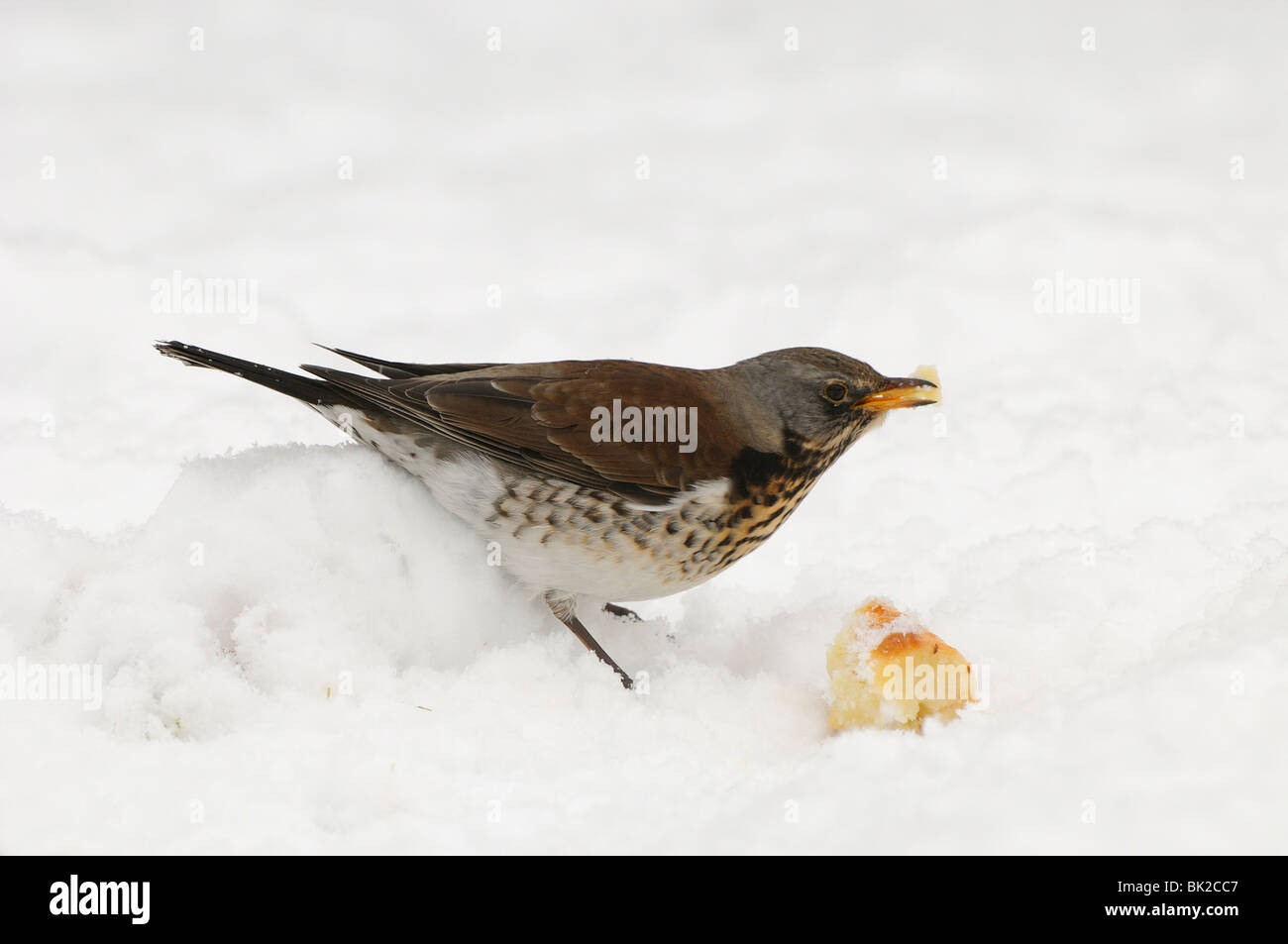 Wacholderdrossel (Turdus Pilaris) im Schnee fressen gekochte Kartoffel, Oxfordshire, Vereinigtes Königreich. Stockfoto
