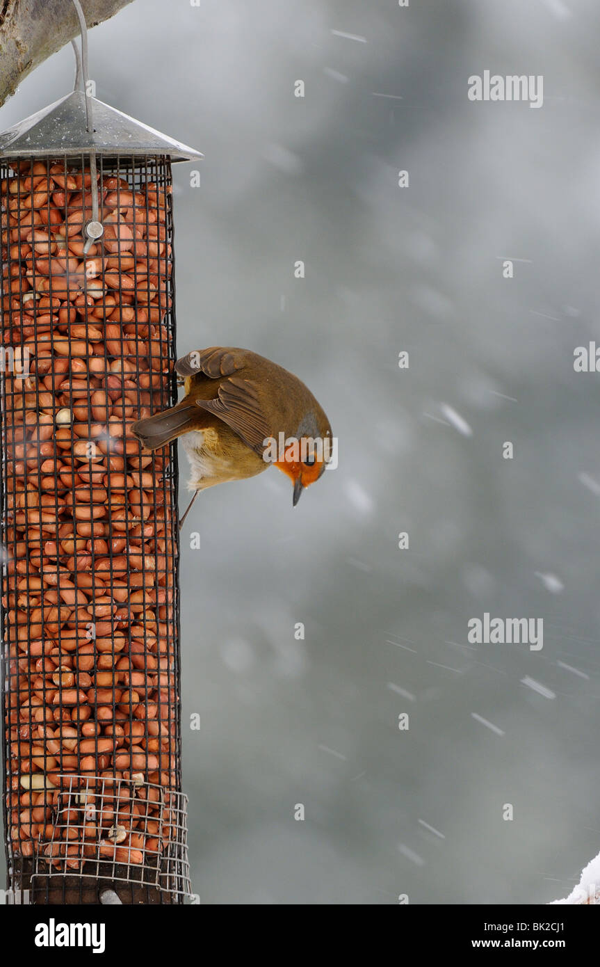 Robin (Erithacus Rubecula) auf Erdnuss Feeder im Schnee, Oxfordshire, Vereinigtes Königreich. Stockfoto