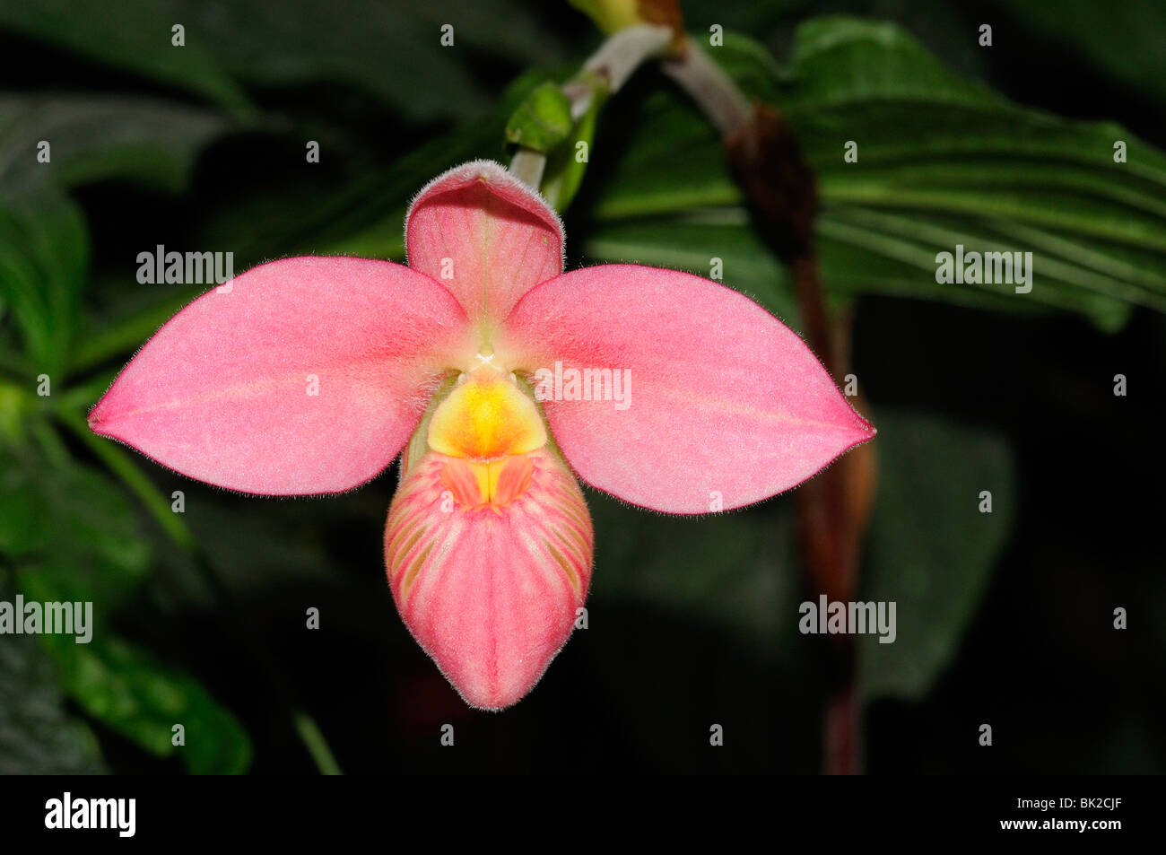 Hausschuh-Orchidee (Phragmipedium Arten) Nahaufnahmen von Blumen. Stockfoto