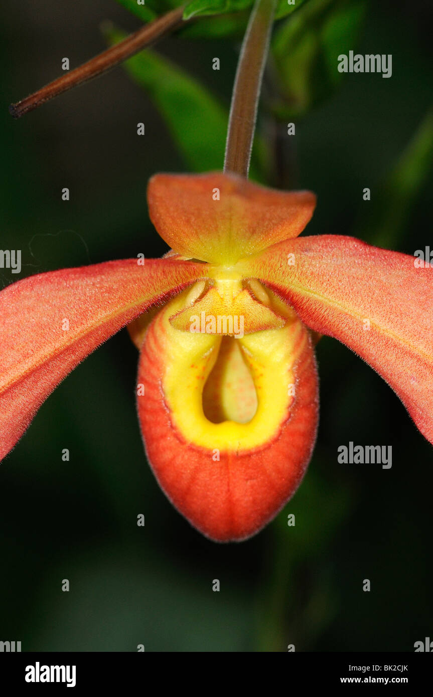 Hausschuh-Orchidee (Phragmipedium Arten) Nahaufnahme Blume Stockfoto